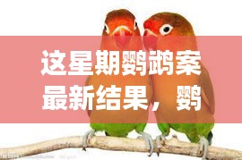 鸚鵡案最新進(jìn)展揭秘，心靈覺醒的自然之旅與微笑結(jié)局