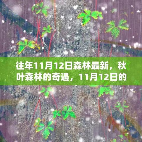 秋日森林奇遇，溫馨記憶中的最新秋葉森林