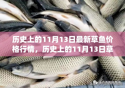 歷史上的草魚行情，揭秘11月13日的草魚價格與市場走勢分析