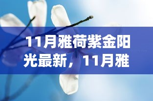 11月雅荷紫金陽光下的勵(lì)志蛻變，自信、成就與正能量并行不悖的旅程