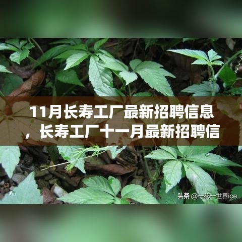 11月長壽工廠最新招聘信息詳解，如何順利應(yīng)聘長壽工廠并提升競爭力？