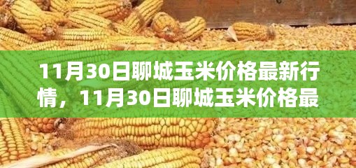 掌握聊城玉米最新行情，解析11月30日玉米價格動態(tài)及應(yīng)對策略