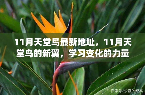 11月天堂鳥(niǎo)新翼展翅，學(xué)習(xí)變化力量，自信翱翔人生藍(lán)天