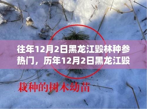 黑龍江毀林種參事件回顧，探尋背后的故事與啟示，歷年12月2日熱門(mén)事件聚焦