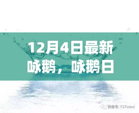 12月4日鵝群趣事與友情盛宴，日常詠鵝新篇章