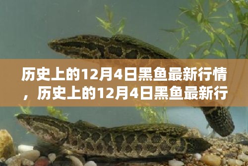 歷史上的12月4日黑魚行情深度解析，特性、體驗、競品對比與用戶群體分析