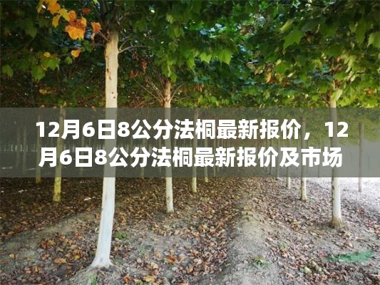 12月6日8公分法桐最新報(bào)價(jià)及市場分析綜述