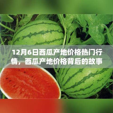 12月6日西瓜產(chǎn)地價(jià)格深度解析，變化的力量與自信的種子