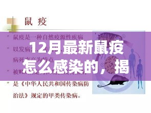 揭秘最新鼠疫感染途徑與預(yù)防措施，預(yù)防勝于恐慌