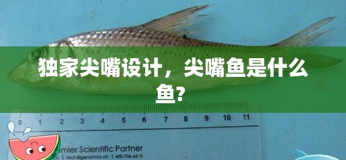 獨(dú)家尖嘴設(shè)計(jì)，尖嘴魚(yú)是什么魚(yú)? 