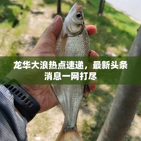 龍華大浪熱點(diǎn)速遞，最新頭條消息一網(wǎng)打盡