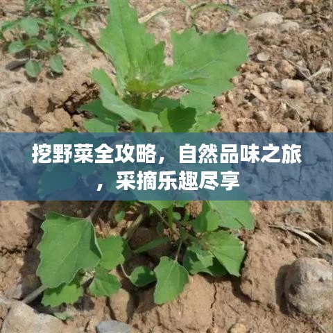 挖野菜全攻略，自然品味之旅，采摘樂趣盡享