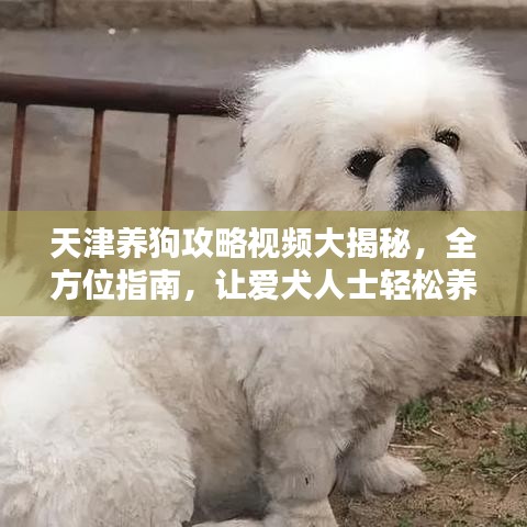 天津養(yǎng)狗攻略視頻大揭秘，全方位指南，讓愛犬人士輕松養(yǎng)寵！