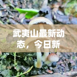 武夷山最新動態(tài)，今日新聞速遞