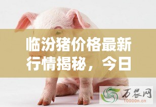 臨汾豬價格最新行情揭秘，今日走勢分析與預(yù)測