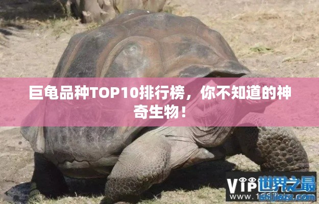 巨龜品種TOP10排行榜，你不知道的神奇生物！