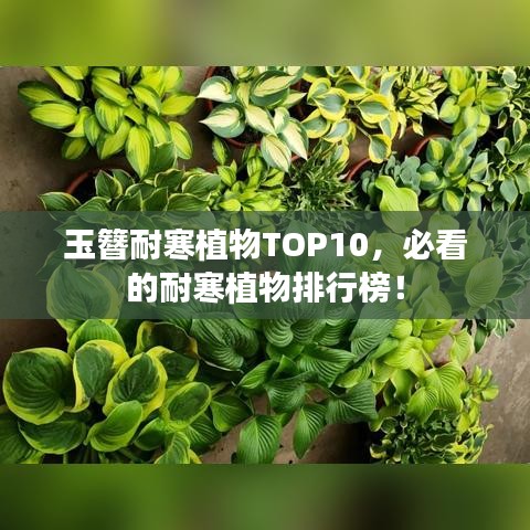 玉簪耐寒植物TOP10，必看的耐寒植物排行榜！