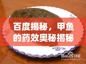 百度揭秘，甲魚的藥效奧秘揭秘！