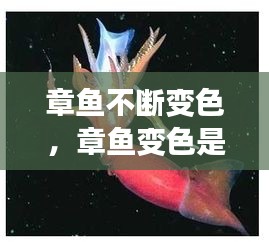 章魚不斷變色，章魚變色是主動(dòng)變異嗎 